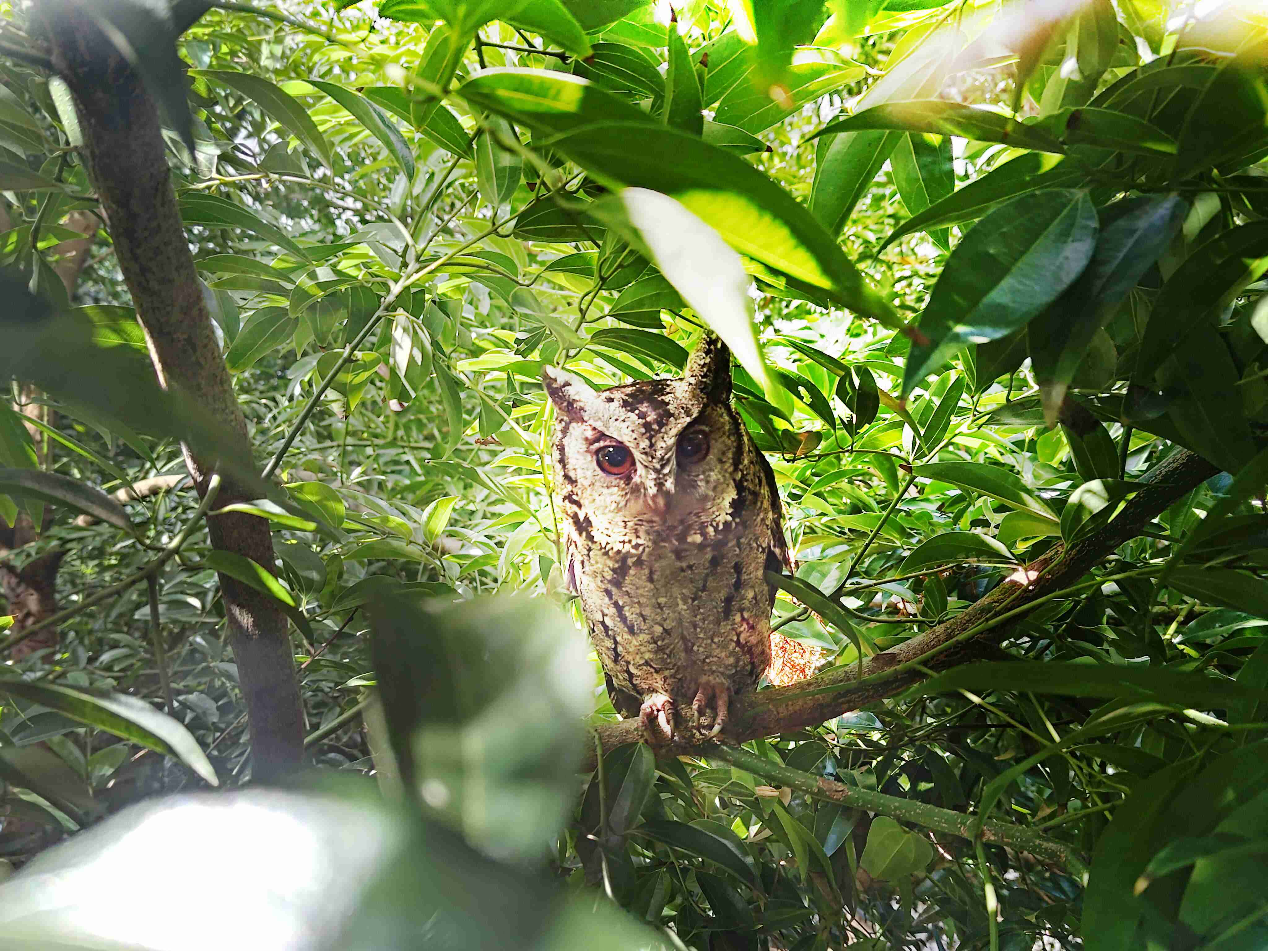 传奇国际致力提倡净零绿生活，，16年以来在全球各厂区植树逾百万棵，，，造就各厂区树木蔚然成林，，犹如森林工厂，，，，成为许多生物的栖息地